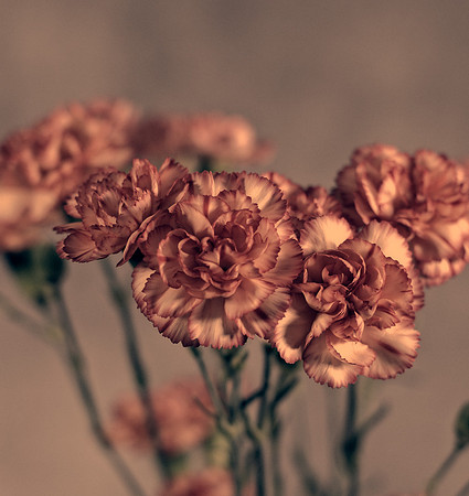 Art, Color, Flowers, Floral, Photo Art, ©johnfinkjr