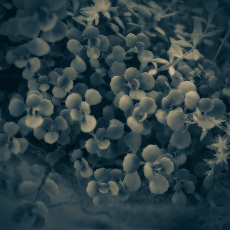 Art, Color, Flowers, Floral, Photo Art, ©johnfinkjr