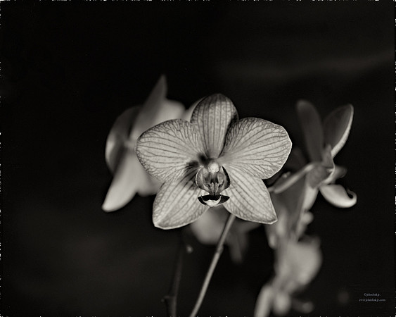 Flora, Flowers, Still Life