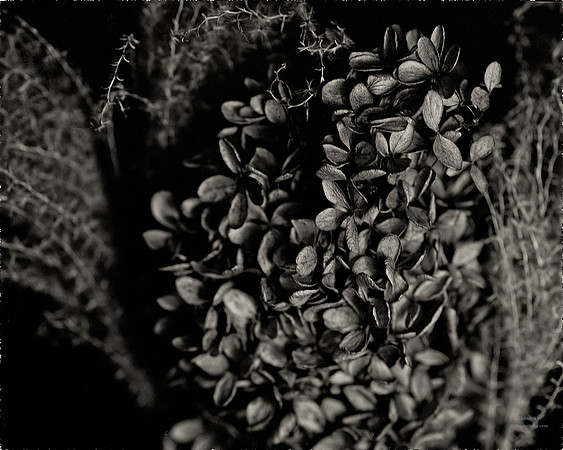 Flora, Flowers, Still Life