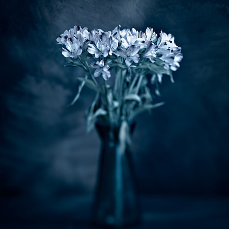 Art, Color, Flowers, Floral, Photo Art, ©johnfinkjr