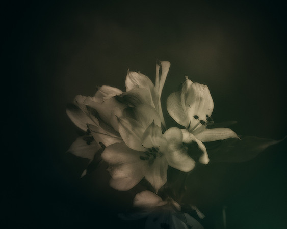 Art, Color, Flowers, Floral, Photo Art, ©johnfinkjr