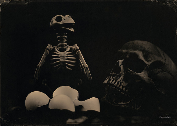 wet plate collodion, Still Life, Skulls, Skeletons, Bones, Graveyards