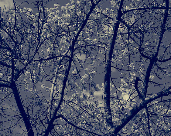 Art, Color, Flowers, Floral, Photo Art, ©johnfinkjr