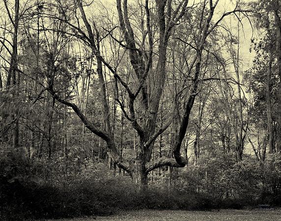 Tree In The Wind