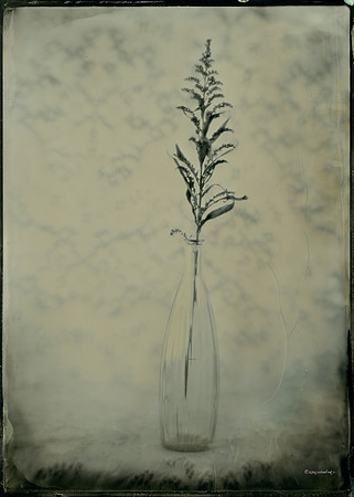 collodion, #wet plate collodion, #flora, #flora abstractions, #still life, #tintypes