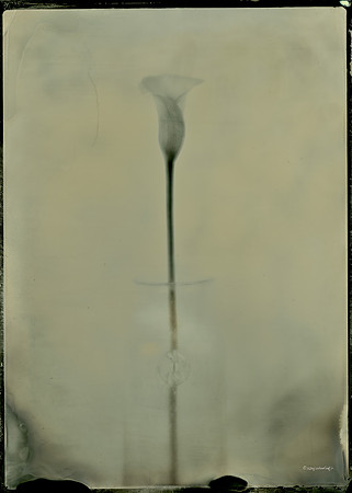 Calla Lily Abstraction