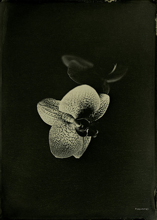 collodion, #wet plate collodion, #flora, #flora abstractions, #still life, #tintypes