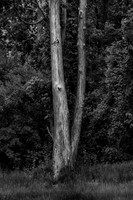 B&W, Color, Flora, Forest, Nature, ©johnfinkjr