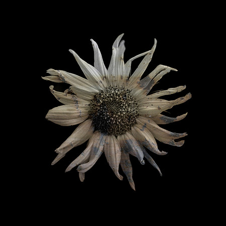 Art, Color, F, Floral, Photo, oral, ©johnfinkjr