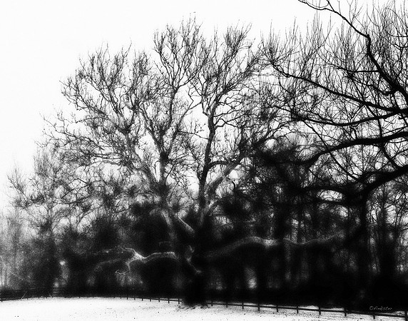 "Trees, Roots, Nature, B&W, Color"
