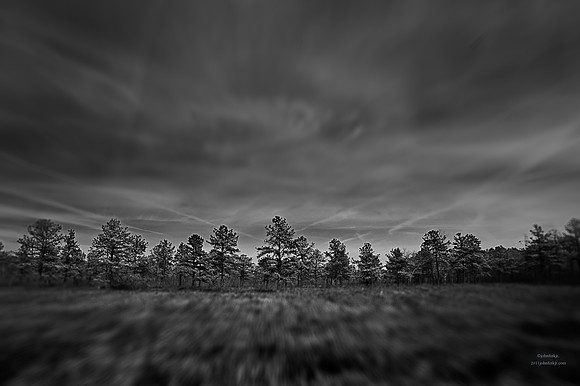 "Trees, Roots, Nature, B&W, Color"