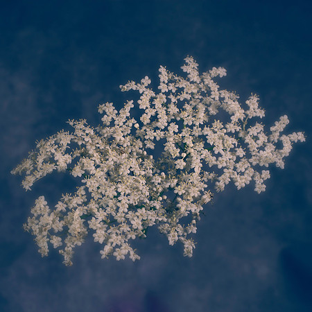 Art, Color, Flowers, Floral, Photo Art, ©johnfinkjr