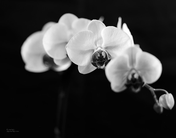 Orchid Study 1