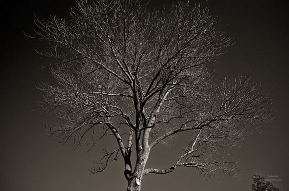 "Trees, Roots, Nature, B&W, Color"