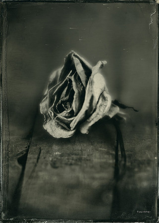 White Rose On Wood