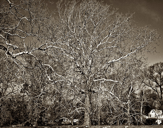 "Trees, Roots, Nature, B&W, Color"