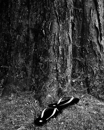"Trees, Roots, Nature, B&W, Color"