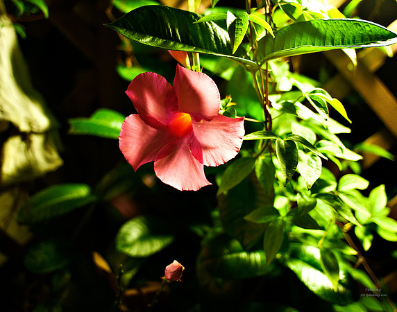 Translucent red Flower