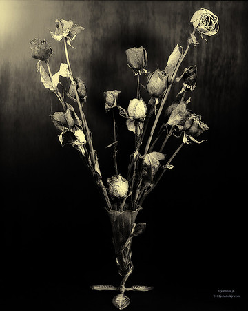 Dried Roses