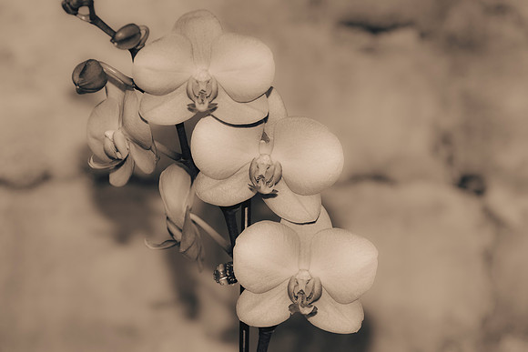 Art, Color, Flowers, Floral, Photo Art, ©johnfinkjr