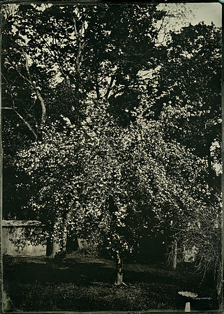 Cherry Blossom Tree