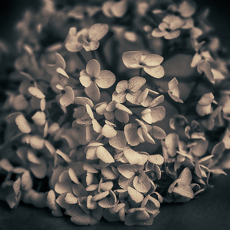 Art, Color, F, Floral, Photo, oral, ©johnfinkjr
