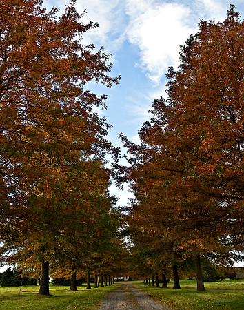 "Trees, Roots, Nature, B&W, Color"