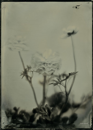 collodion, #wet plate collodion, #flora, #flora abstractions, #still life, #tintypes