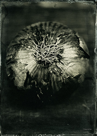 Spanish Onion - (Of The Earth Series)