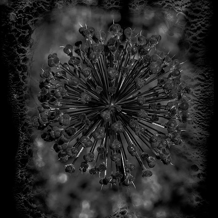 Art, Color, F, Floral, Photo, oral, ©johnfinkjr