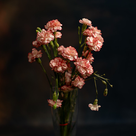Art, Color, F, Floral, Photo, oral, ©johnfinkjr