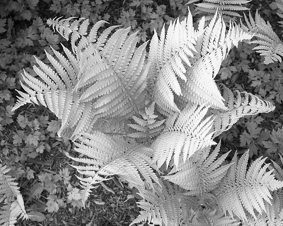 B&W, Flora, Forest, Nature, ©johnfinkjr