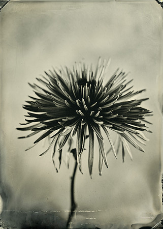 The Dahlia