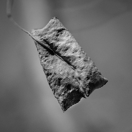 B&W, Flora, Nature, Forest, ©johnfinkjr