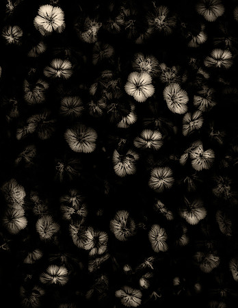 Art, Color, F, Floral, Photo, oral, ©johnfinkjr