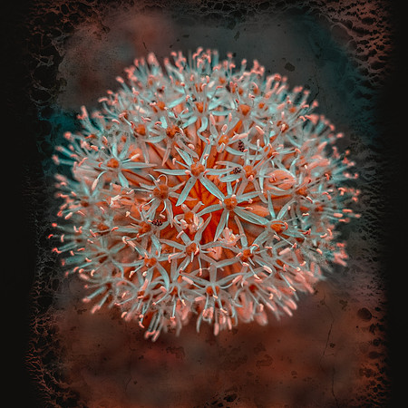 Art, Color, Flowers, Floral, Photo Art, ©johnfinkjr
