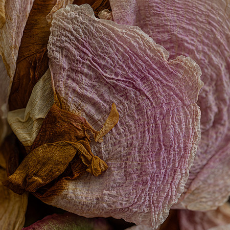 Art, Color, F, Floral, Photo, oral, ©johnfinkjr