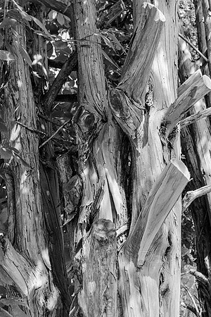 B&W, Flora, Nature, Forest, ©johnfinkjr