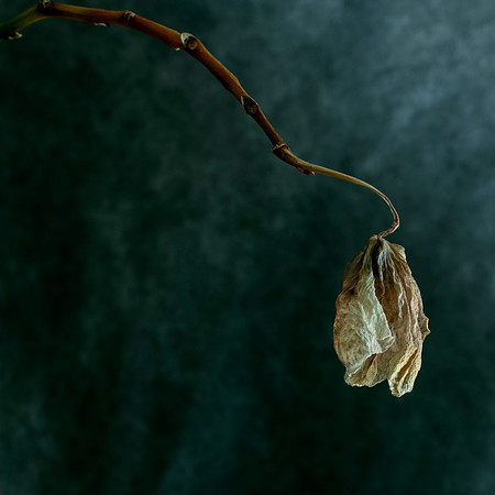 Art, Color, Flowers, Floral, Photo Art, ©johnfinkjr
