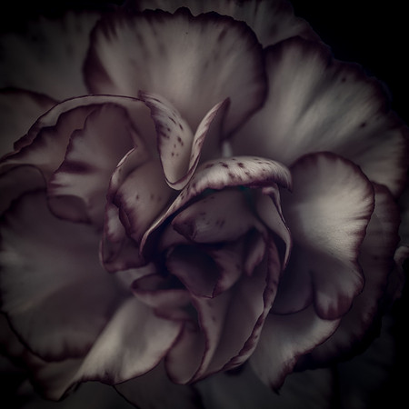 Art, Color, F, Floral, Photo, oral, ©johnfinkjr